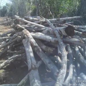 Operação Mata Branca intensifica combate ao desmatamento na Sub-bacia do Rio Utinga