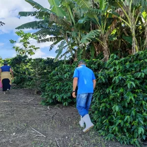 Governo do Estado impulsiona cadeia produtiva do café em Nova Canaã com novos equipamentos e infraestrutura