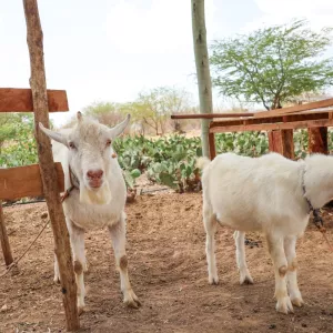 Seagri e Casa Nova firmam termo de cooperação para construção do Centro de Comercialização de Animais