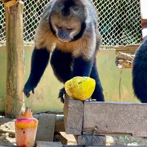 Parque Zoobotânico da Bahia