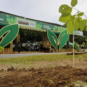 Bahia inicia projeto de arborização urbana que levará milhares de mudas a dez cidades