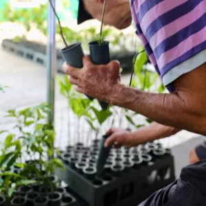 Sugestão de pauta: Distribuição de mudas e experiência imersiva atrai público e marca presença da Sema e do Inema na Fenagro