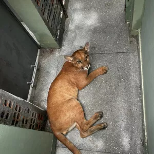 Onça-parda é resgatada em residência de Luís Eduardo Magalhães