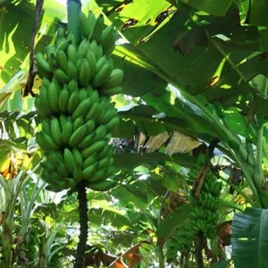 Banana de Bom Jesus da Lapa recebe certificação nacional como produto de qualidade diferenciada