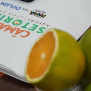Câmaras Setoriais em debate: cacau, sisal, dendê e citrus abrem o calendário 2026