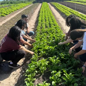 Jovens cientistas desenvolvem pré-treino natural a partir da beterraba