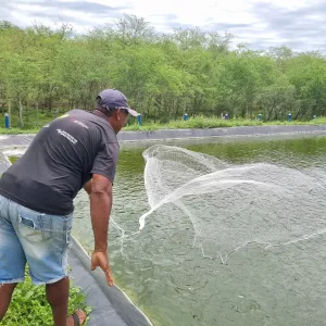 Bahia Pesca inova e promove o cultivo consorciado de tilápia e camarão em composto salino