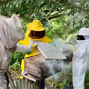 Governo da Bahia fortalece a apicultura no Recôncavo com entrega de 220 kits