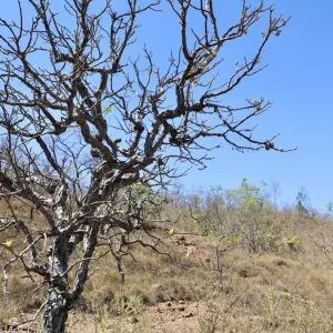Bahia participa de articulação nacional e anuncia avanço na elaboração do Plano Estadual de Combate à Desertificação