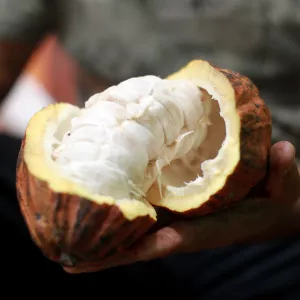 Lei que estabelece percentual mínimo de cacau vai beneficiar produtores baianos