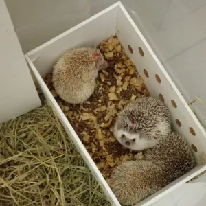 Inema reforça combate ao transporte ilegal de animais após apreensão de ouriços africanos em Poções