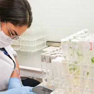 No Dia da Mandioca, pesquisa e parceria movem o avanço da cultura na Bahia