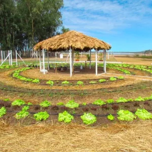 Inscrições para Prêmio Inova Agro seguem até esta sexta (22)