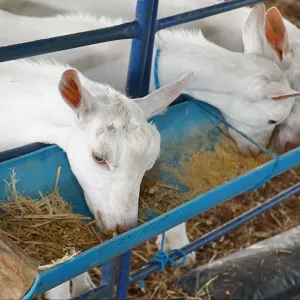 Seagri entrega Centro de Comercialização de Animais para potencializar produção de caprinos e ovinos no Norte baiano