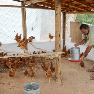 Festival Governo da Bahia entrega 40 galinheiros e fortalece produção de ovos caipiras em Macajuba