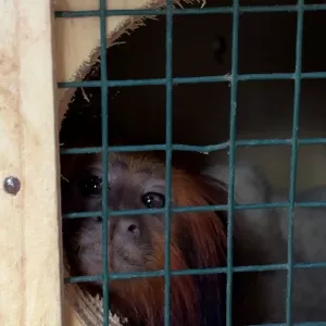 Zoo Bahia: mico-leão-baiano é transferido em ação integrada para conservação da espécie