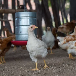 Governo da Bahia abre seleção de 50 organizações da agricultura familiar para fortalecer a produção de ovos caipiras