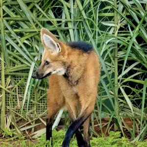 Lobo-guará