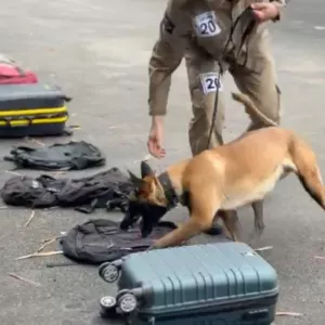 Parceria entre policial e cão representa mais eficiência operacional contra criminalidade