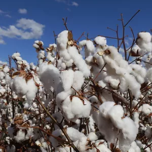 Manejo responsável impulsiona desenvolvimento econômico no agronegócio baiano