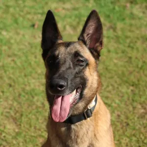 Conheça Rambo, o cão do Corpo de Bombeiros da Bahia que conquistou duas certificações nacionais