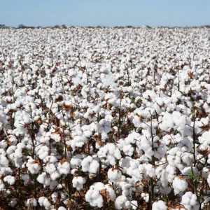 Dia Mundial do Algodão 