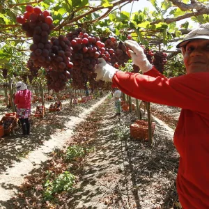 Produção agrícola da Bahia 