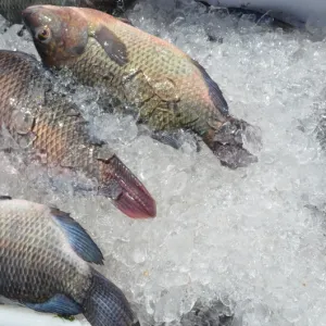Câmara Setorial da Pesca e Aquicultura da Bahia é criada para desenvolver potencial do setor