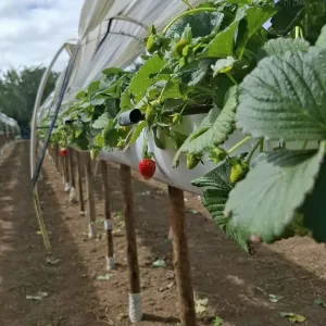 Morangos