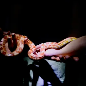 Inscrições para o Zoo Noturno serão abertas nesta terça-feira (27)