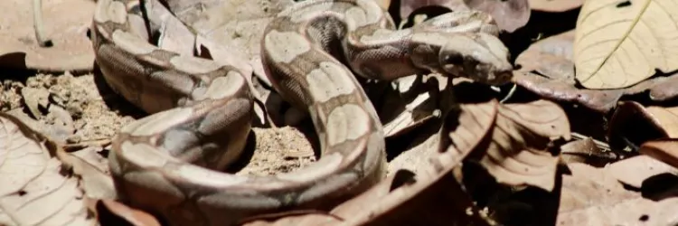 Foto: Matheus Lemos/Ascom Sema|Inema