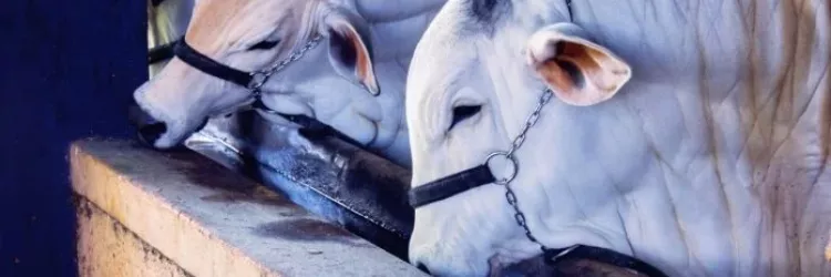 Campanha de atualização de rebanho bovino na Bahia encerra com 79,2% da exploração regularizada