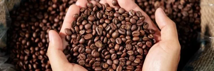 Bahia deve registrar crescimento de 11,3% na produção de café em 2025