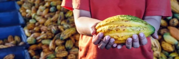 Bahia dobra valor das exportações de cacau e consolida liderança nacional no setor