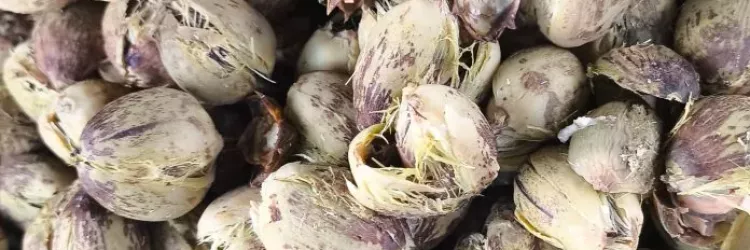 Agricultoras de Antônio Gonçalves celebram aumento da comercialização do licuri