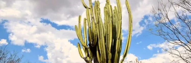 Webinar marca avanço do PROT’AIR com diagnóstico preliminar da APA Caminhos Ecológicos da Boa Esperança