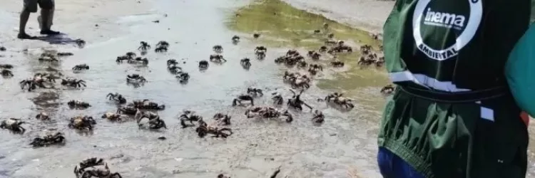 Novo período de defeso do Caranguejo-Uçá na Bahia começa nesta quarta-feira (29)
