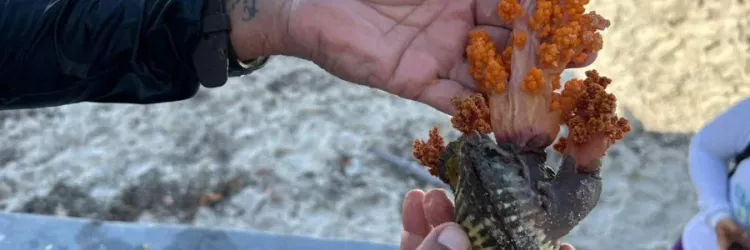 Sema, Inema e pesquisadores definem plano para remoção do coral invasor na Ilha de Itaparica