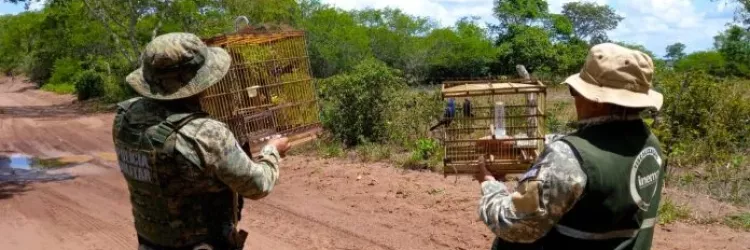 Com 140 animais resgatados, operação do Inema e Coppa intensifica ações contra crimes ambientais