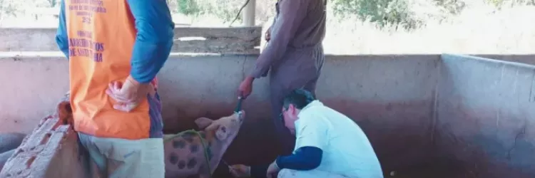 Sistema de vigilância da Adab atua na prevenção da Peste Suína - Foto: Ascom/Adab