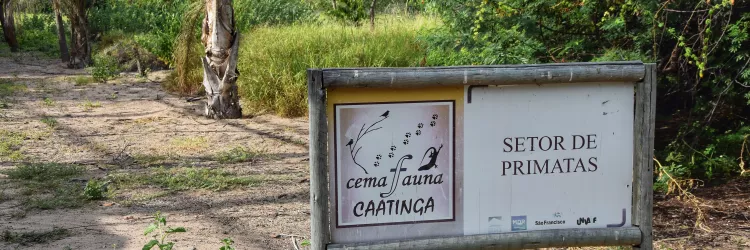 Macacos bugios serão reintroduzidos à natureza em ação conjunta na região de Campo Formoso