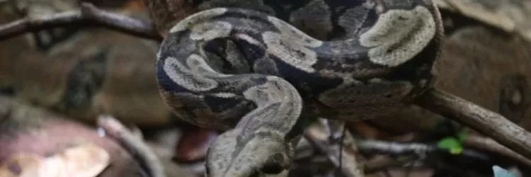 Cetas do Inema recebe 74 animais silvestres durante o Carnaval