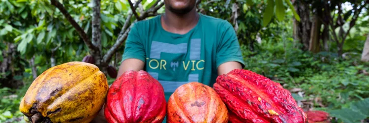 Governo do Estado lança projeto para impulsionar desenvolvimento sustentável da Mata Atlântica