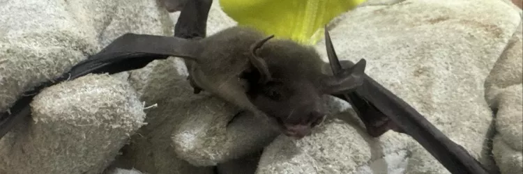 Veterinário do Inema alerta sobre a importância dos morcegos no equilíbrio ecológico