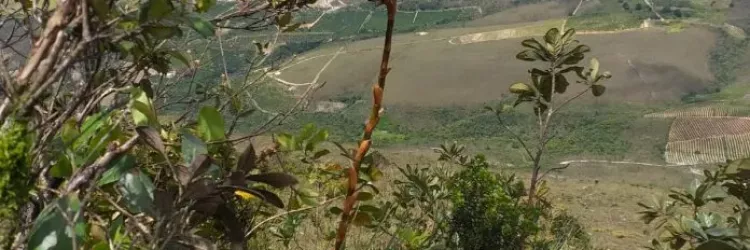 Nova espécie de bromélia é descoberta na Chapada Diamantina