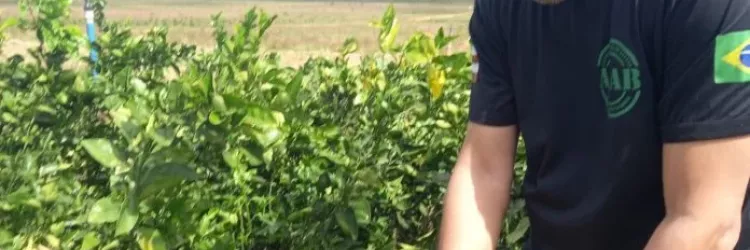 Adab intensifica ações de vigilância para proteger pomares baianos do Greening