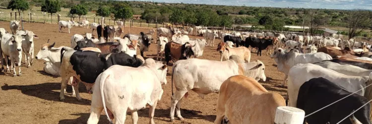 Técnicos da Adab visitam propriedades e orientam produtores como atuar na zona livre sem vacinação para febre aftosa