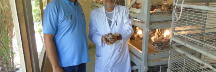 Projeto da Uesb fortalece a produção de aves na Bahia com raças nativas