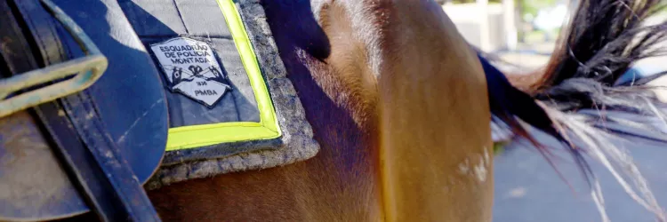 Cavalaria da PM celebra 190 anos com uma semana repleta de atividades festivas
