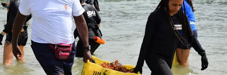 Cerca de 3 toneladas de coral invasor são removidas da Ilha de Itaparica